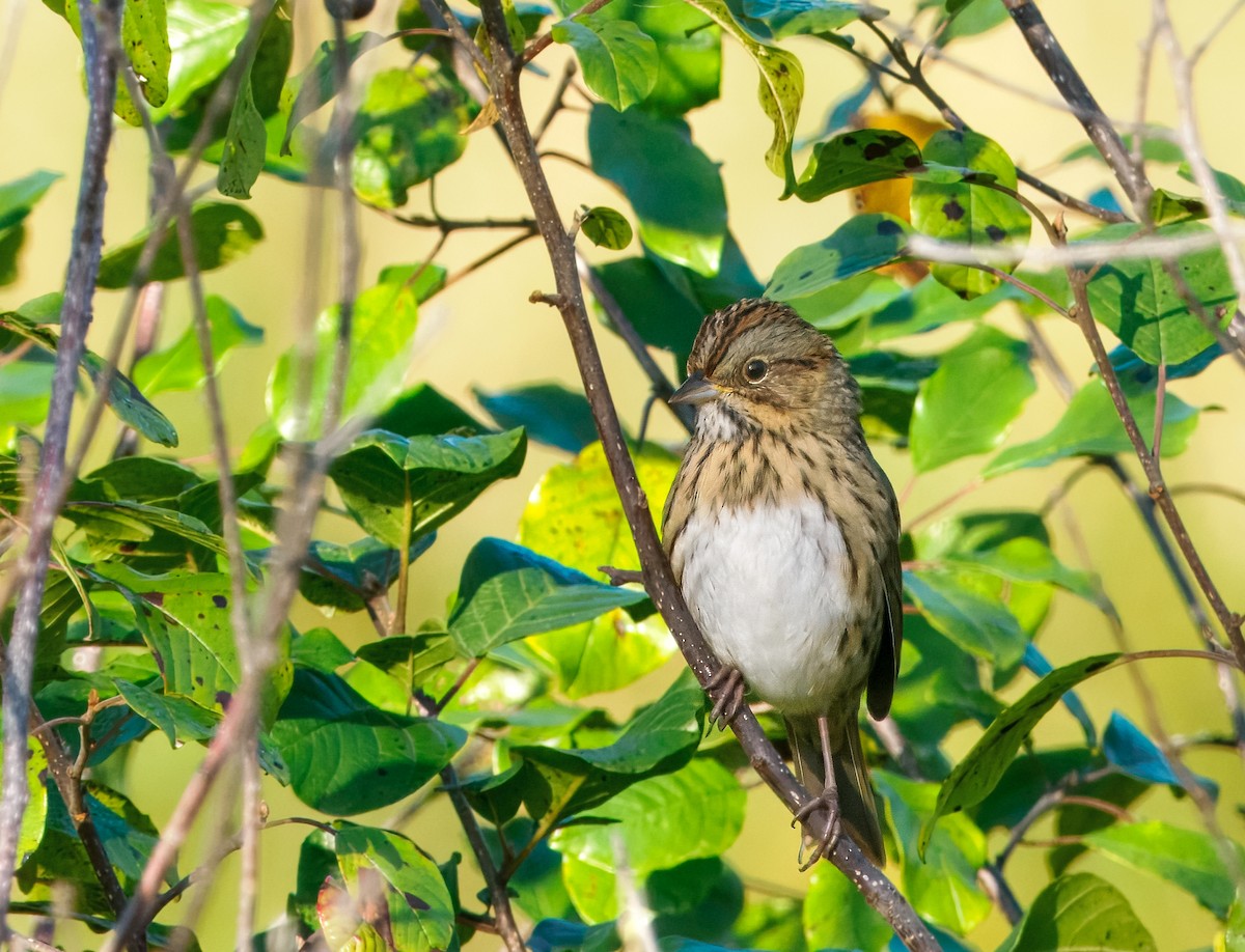 Lincoln's Sparrow - ML642678021