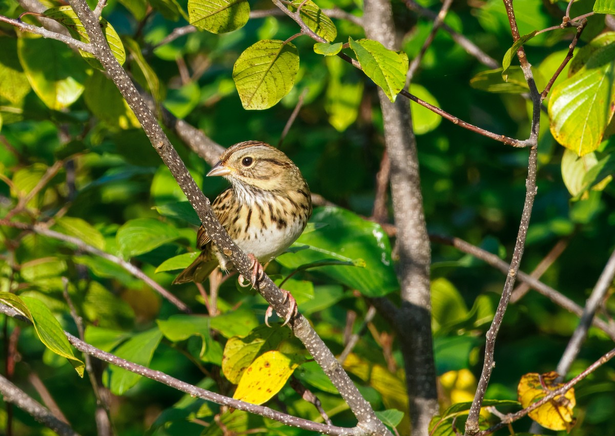Lincoln's Sparrow - ML642678022