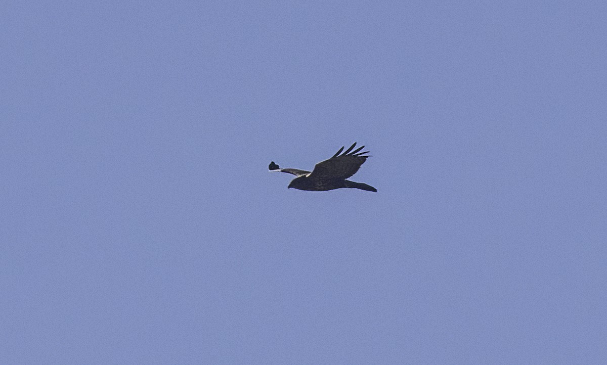 歐亞鵟 - ML642678024