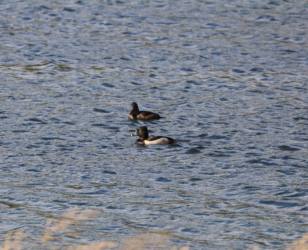 環頸潛鴨 - ML642678026