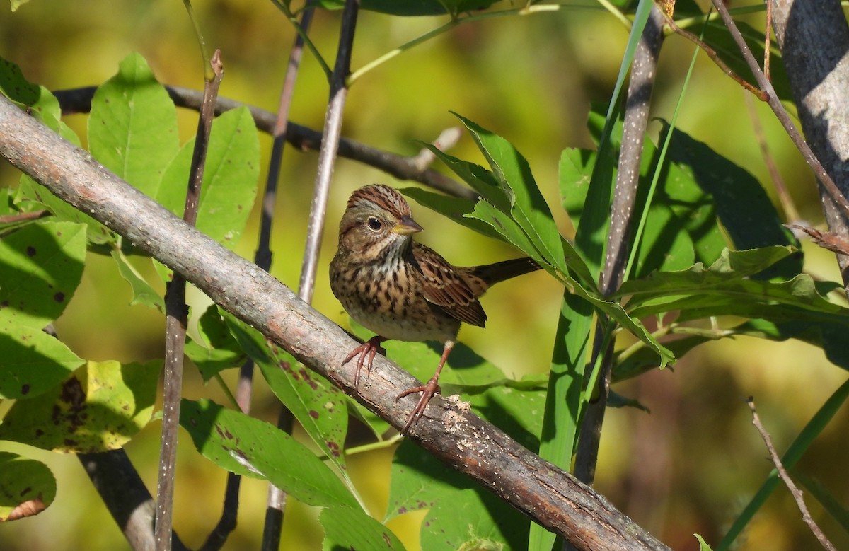 Lincoln's Sparrow - ML642678030