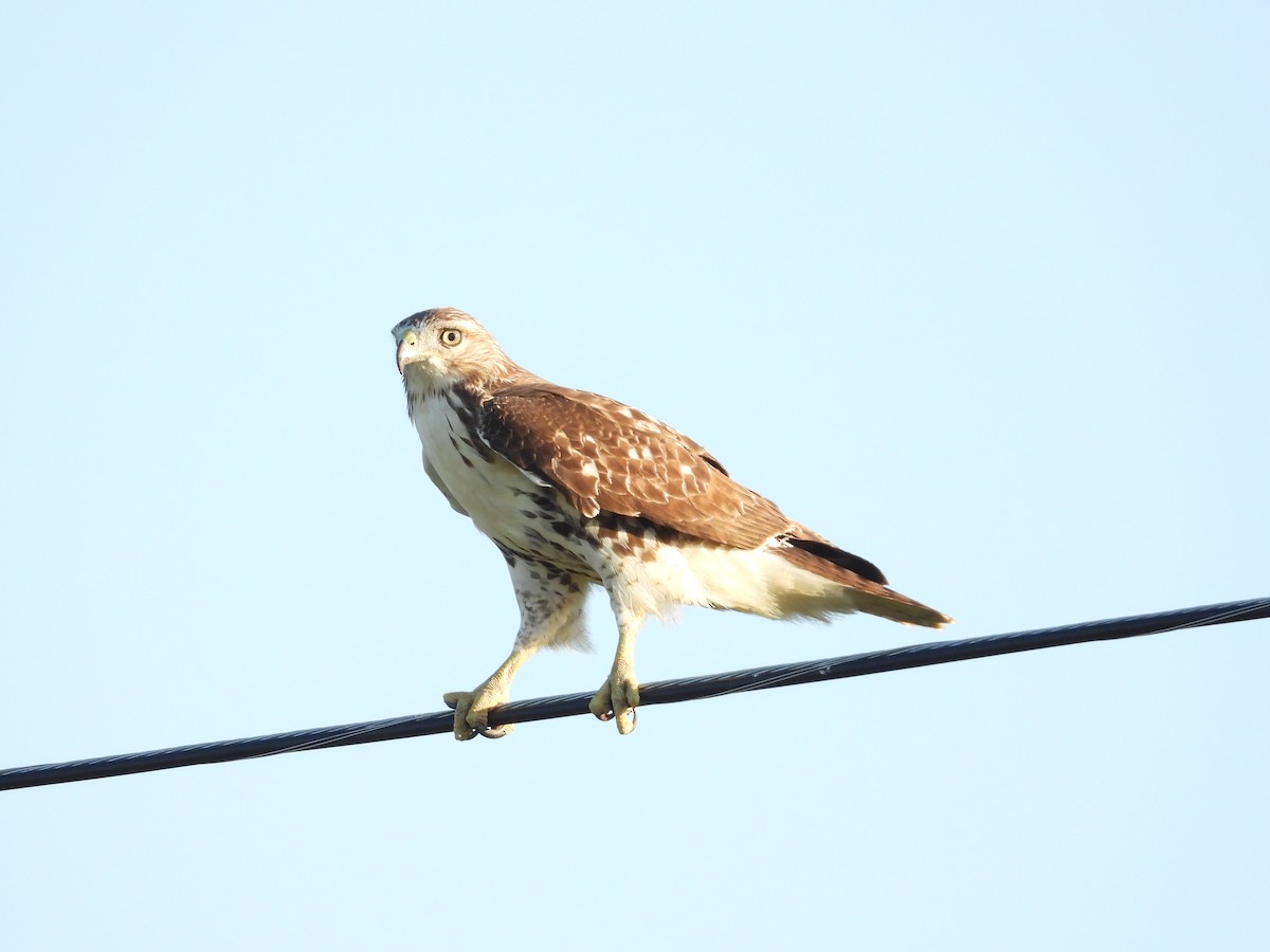 Red-tailed Hawk - ML642678033
