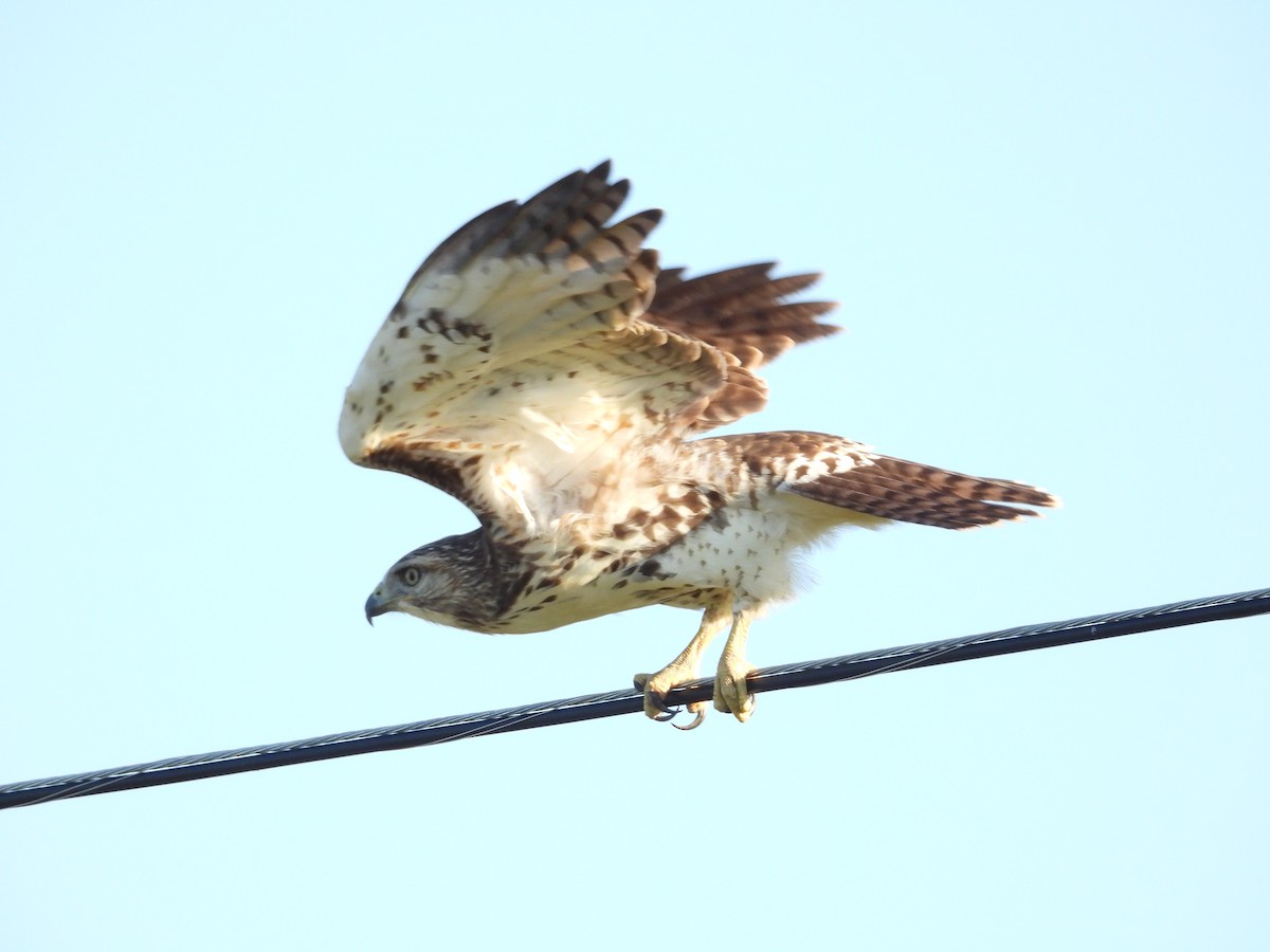Red-tailed Hawk - ML642678034
