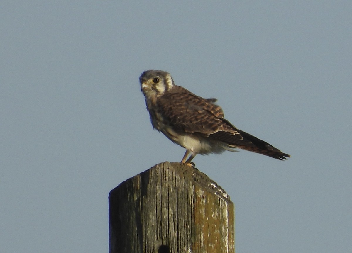 American Kestrel - ML642678036