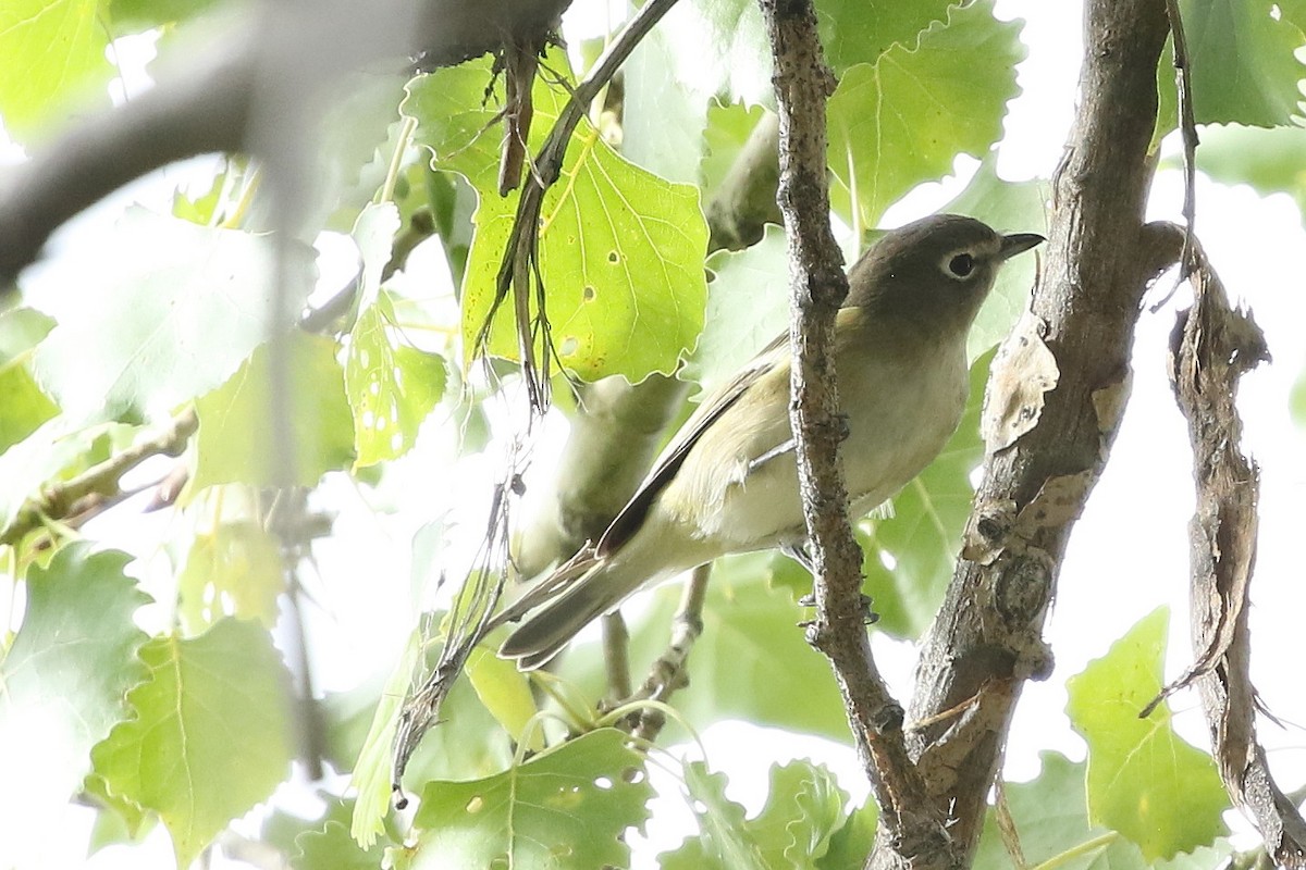 Cassin's Vireo - ML642678037