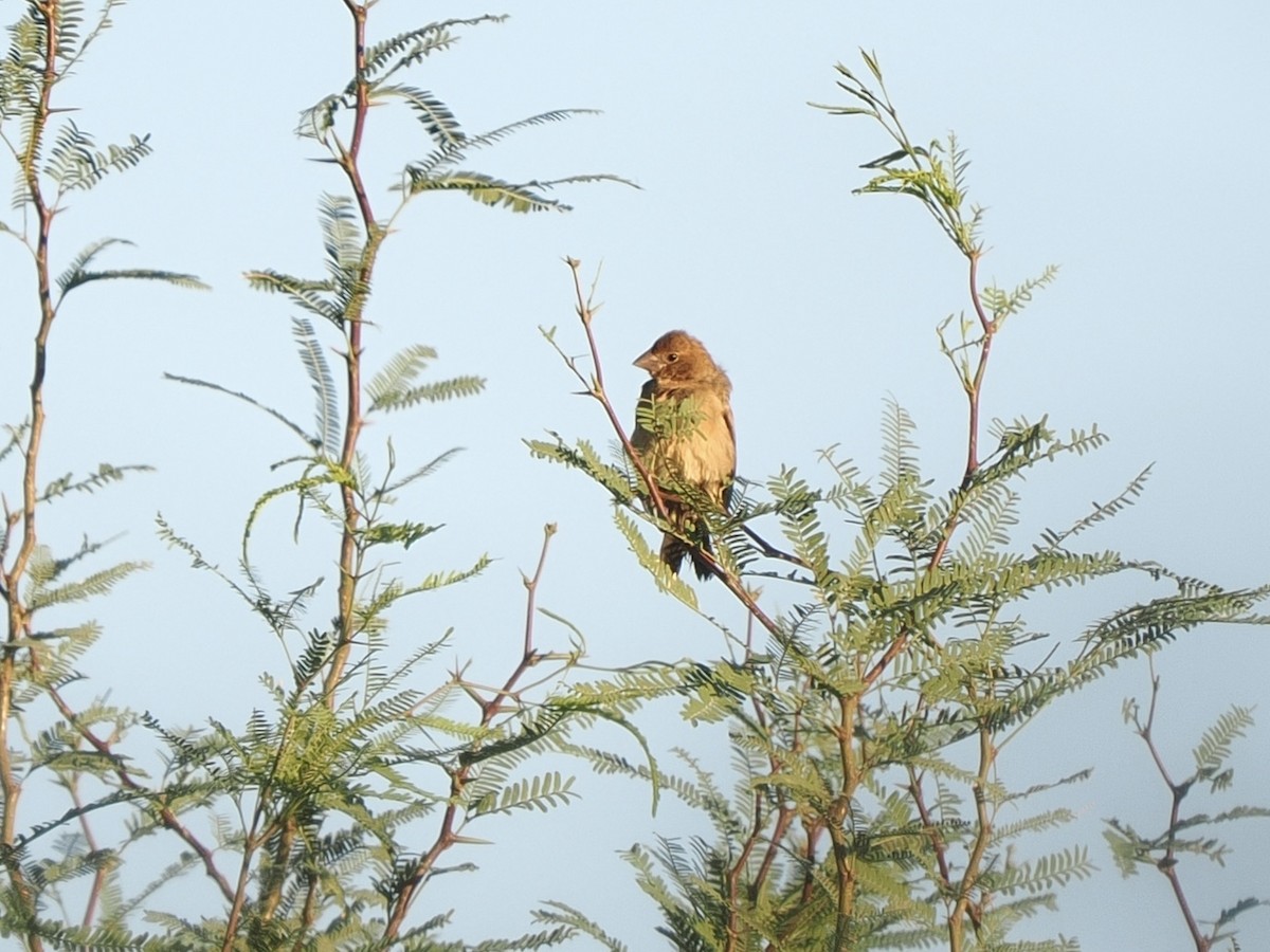 Blue Grosbeak - ML642678040