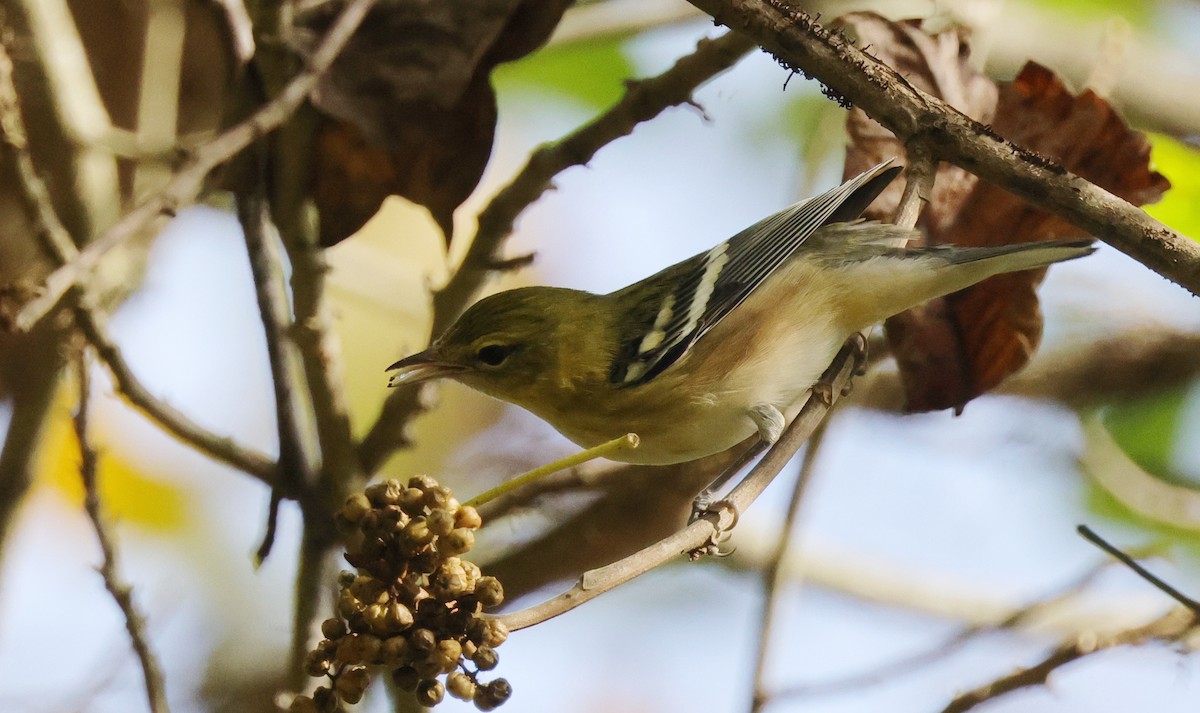 Bay-breasted Warbler - ML642678041