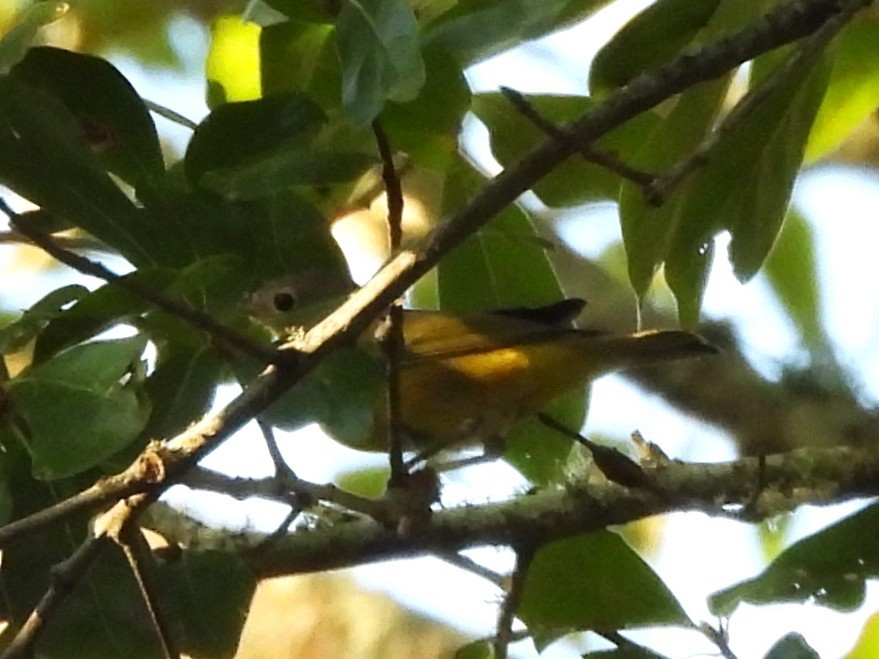 Nashville Warbler - ML642678042