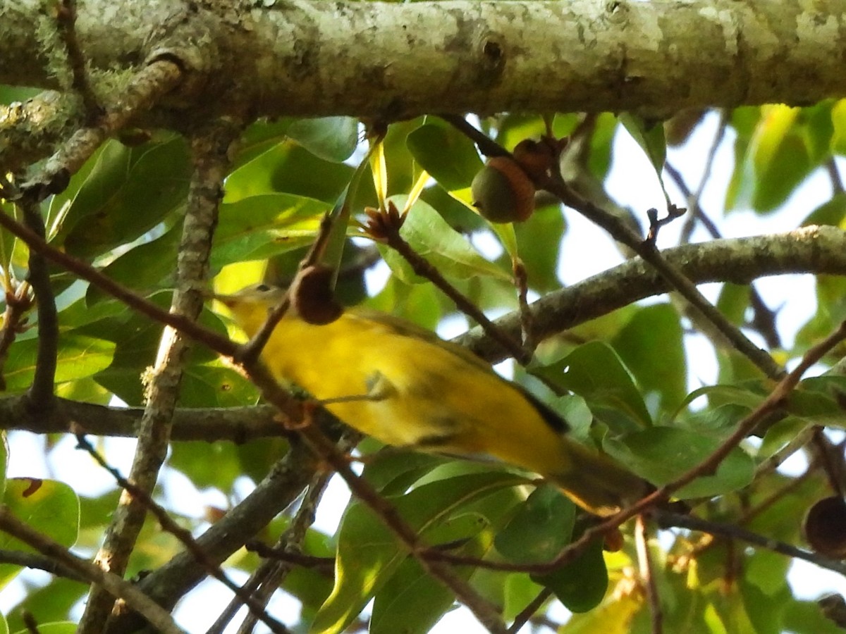 Nashville Warbler - ML642678043
