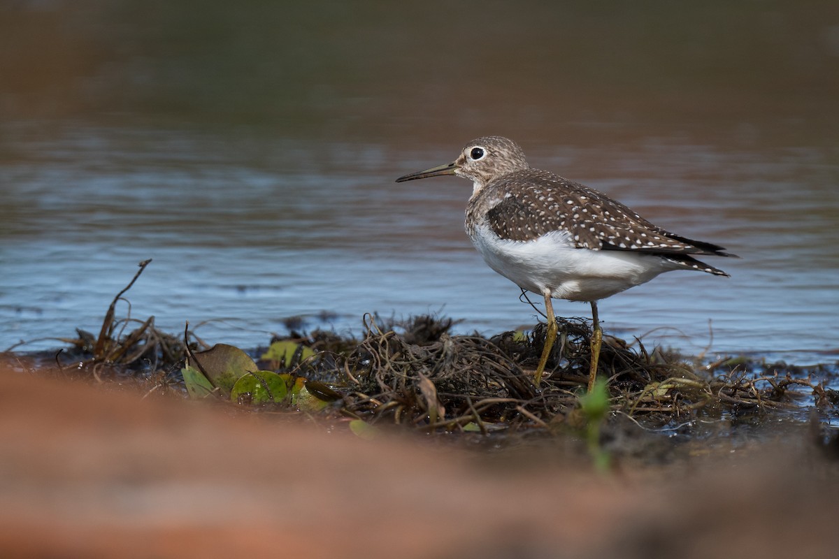 eremittsnipe - ML642678048