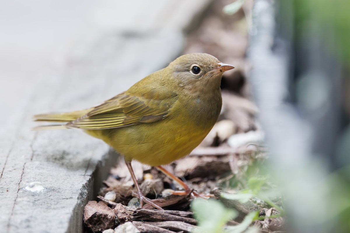 markparula - ML642678063