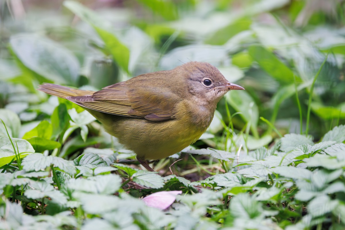 markparula - ML642678066