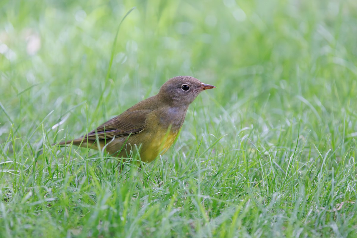 markparula - ML642678067