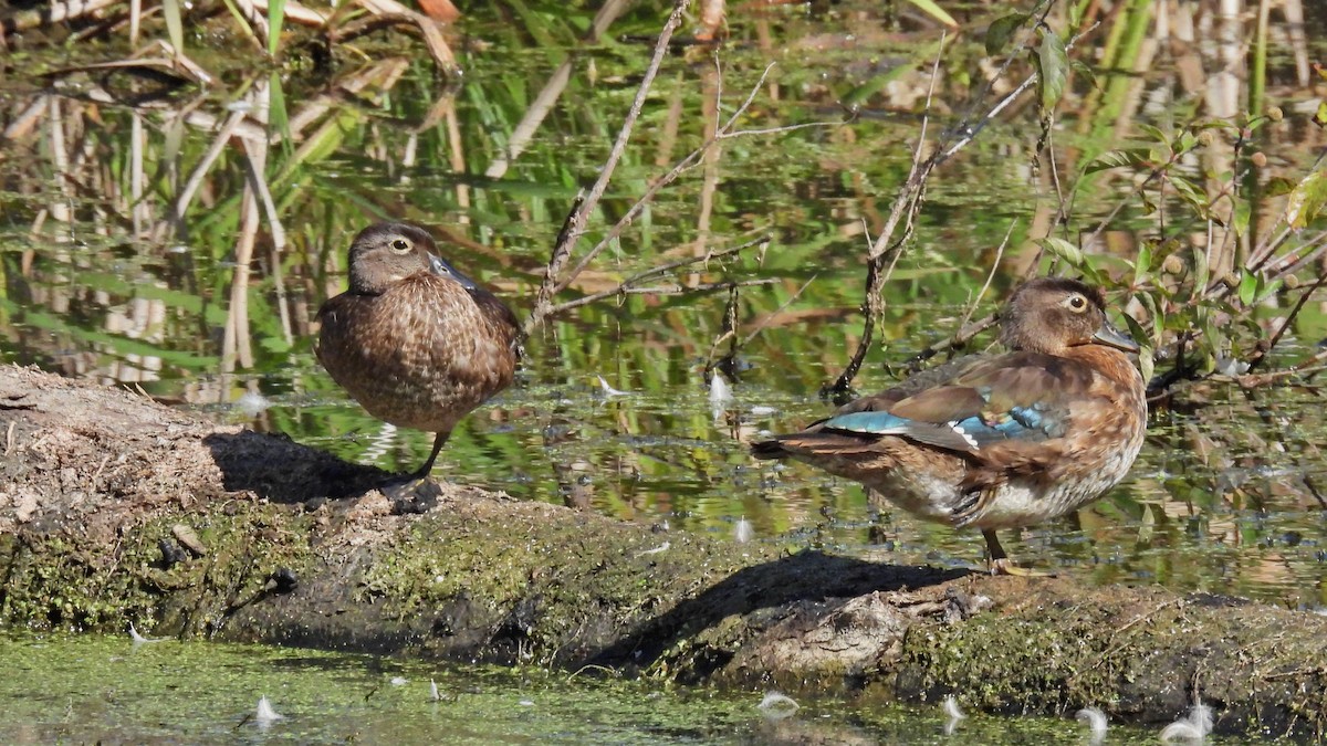 Wood Duck - ML642678076