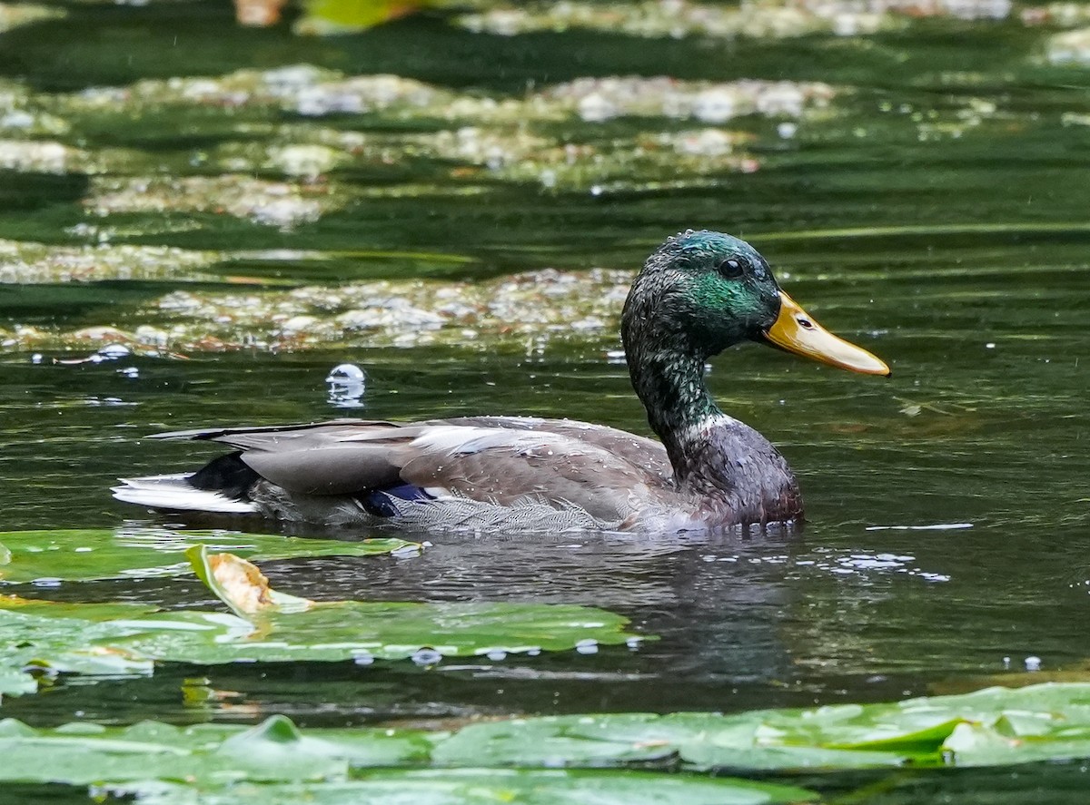Mallard - ML642678077