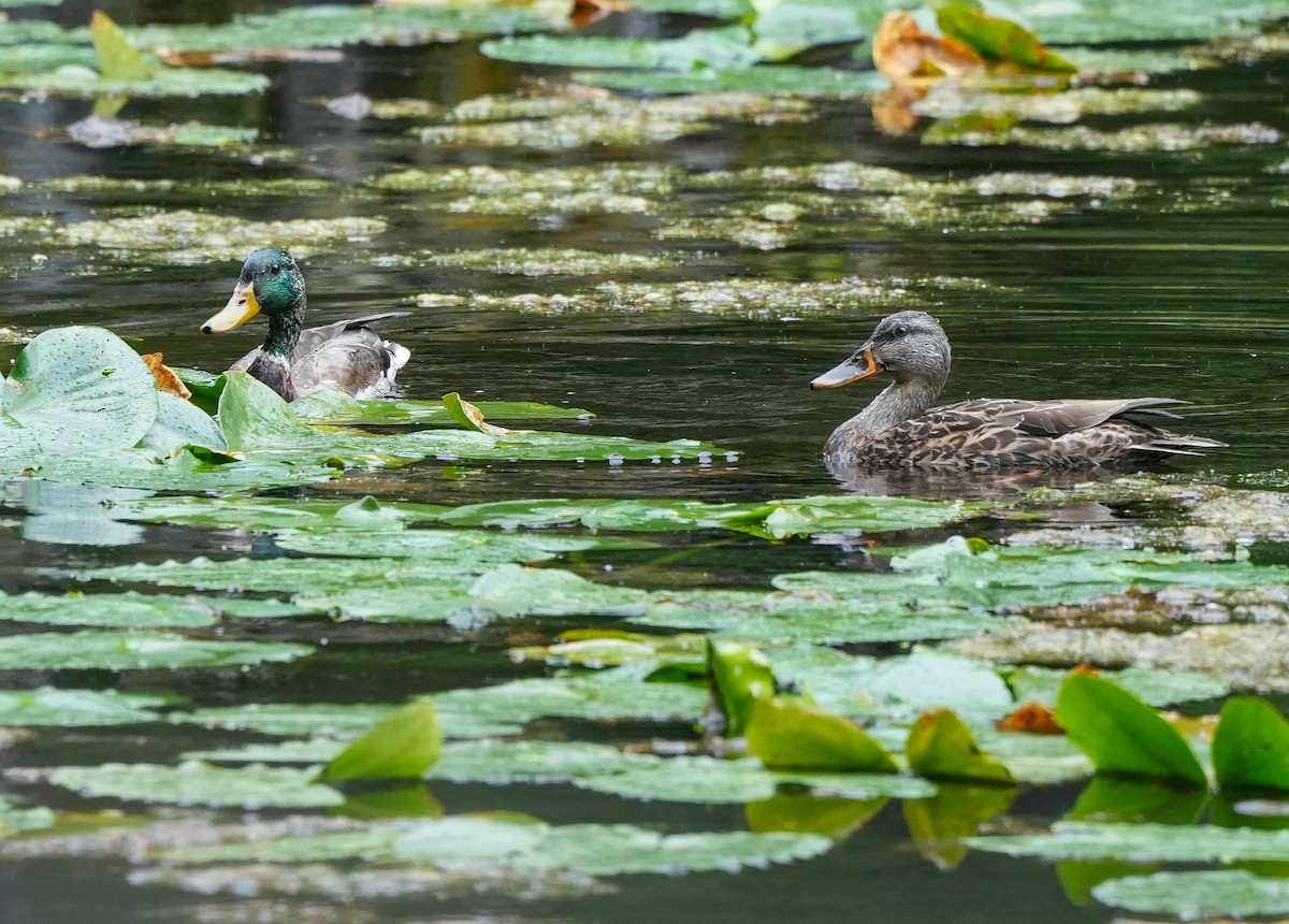 Mallard - ML642678078