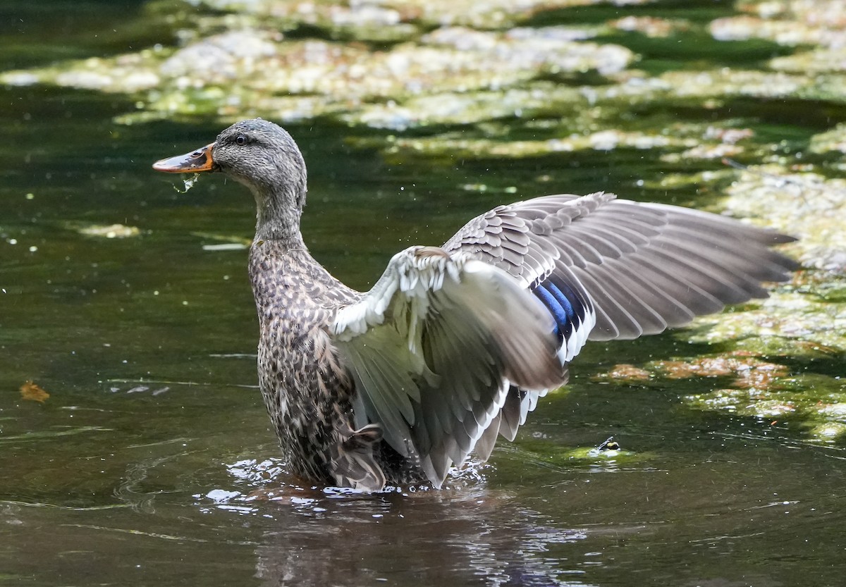 Mallard - ML642678079