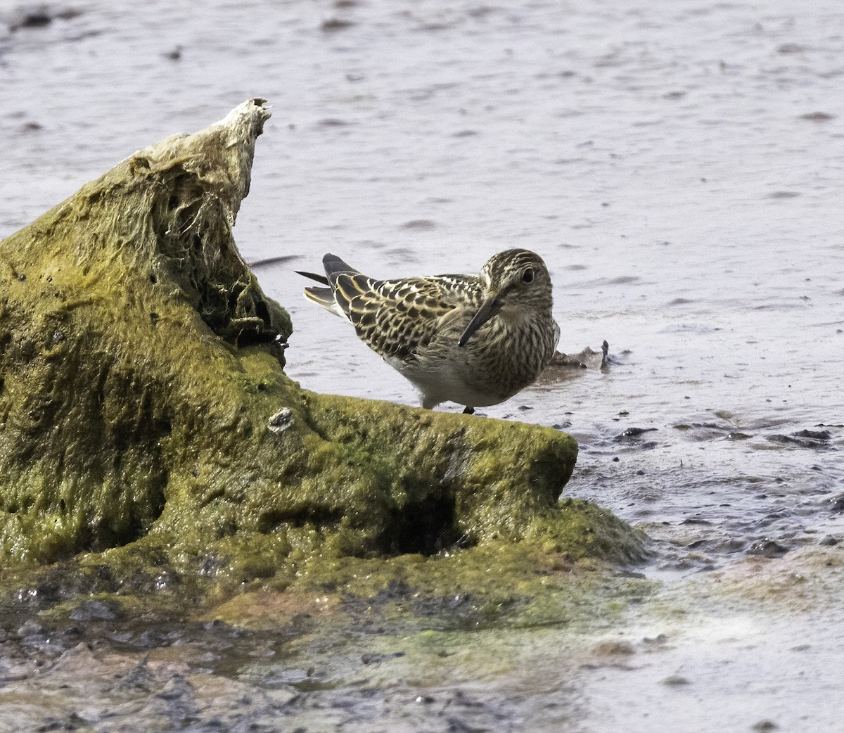 Pectoral Sandpiper - ML642678087