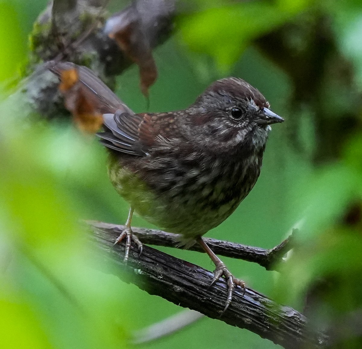 Song Sparrow - ML642678099