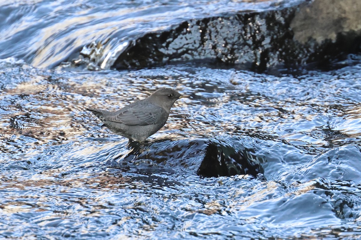 American Dipper - ML642678100