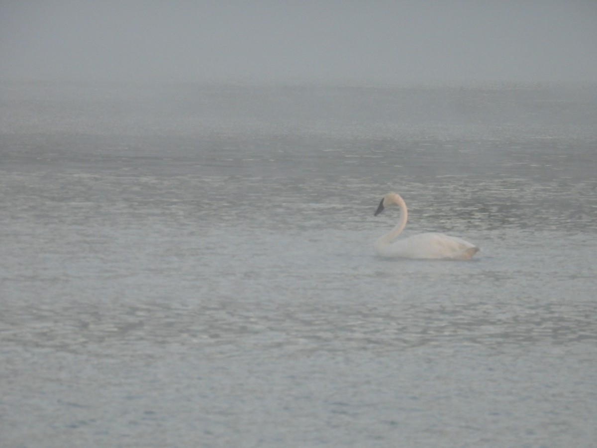 Trumpeter Swan - ML642678101