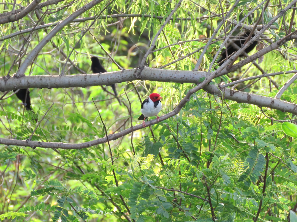 Yellow-billed Cardinal - ML642678102