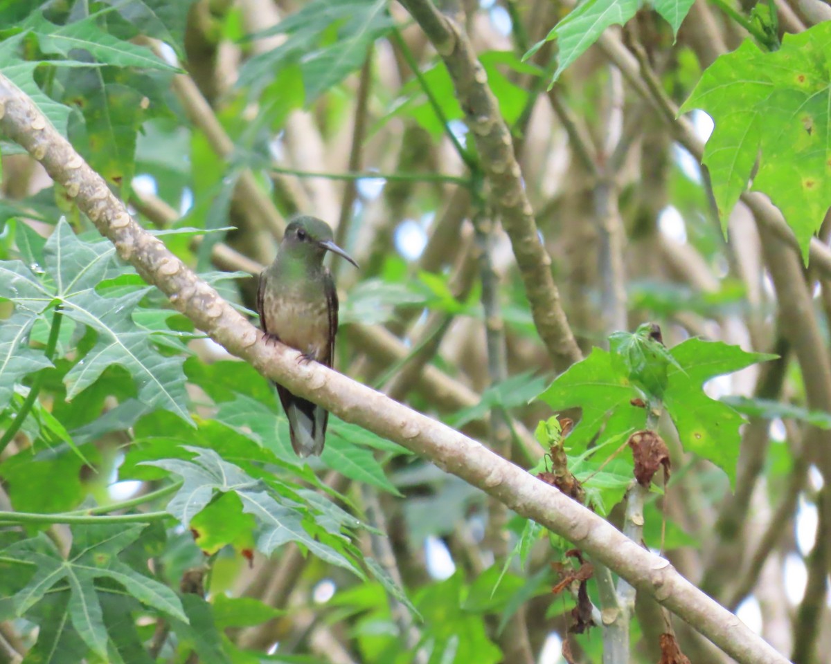 Scaly-breasted Hummingbird - ML642678103