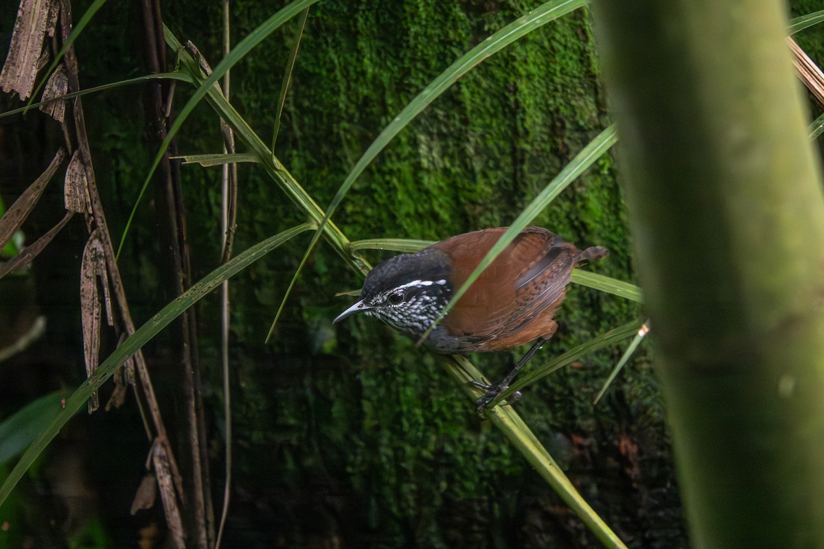 Gray-breasted Wood-Wren - ML642678104