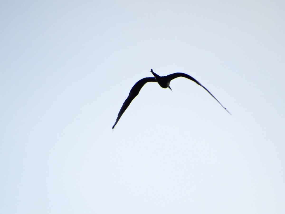 Magnificent Frigatebird - ML642678105