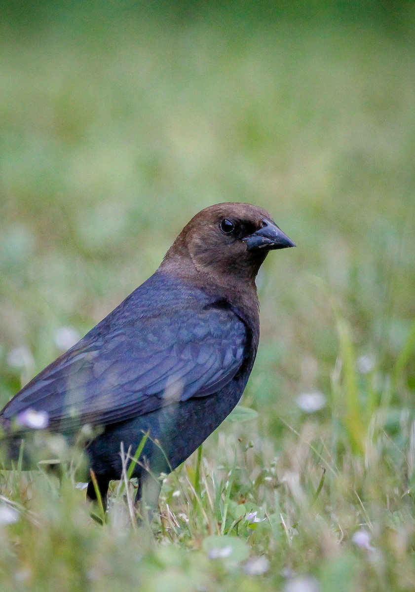 Brown-headed Cowbird - ML642678110