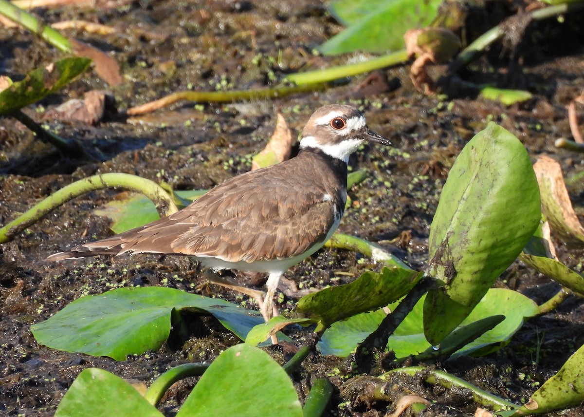 Killdeer - ML642678113