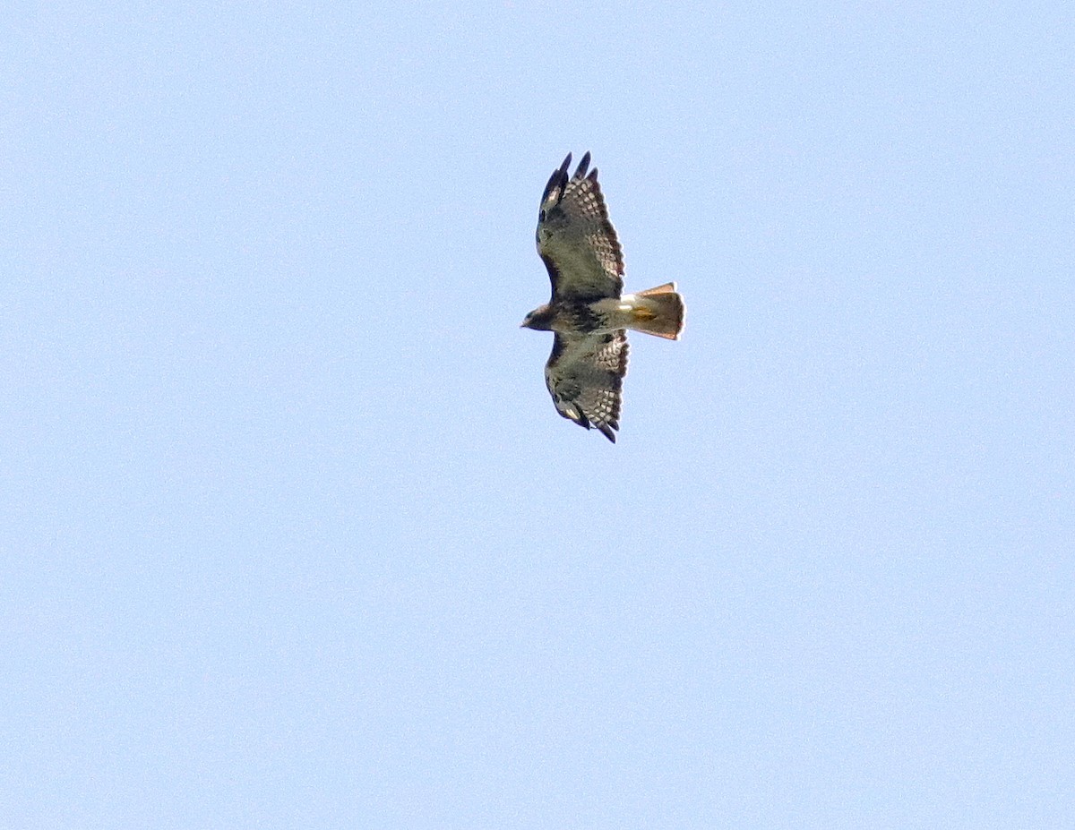Red-tailed Hawk - ML642678119