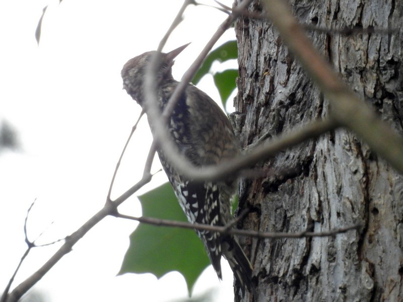Yellow-bellied Sapsucker - ML642678120