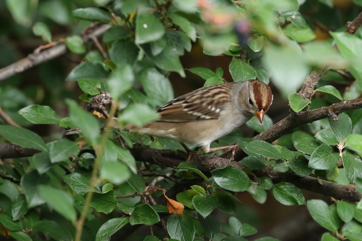White-crowned Sparrow - ML642678121