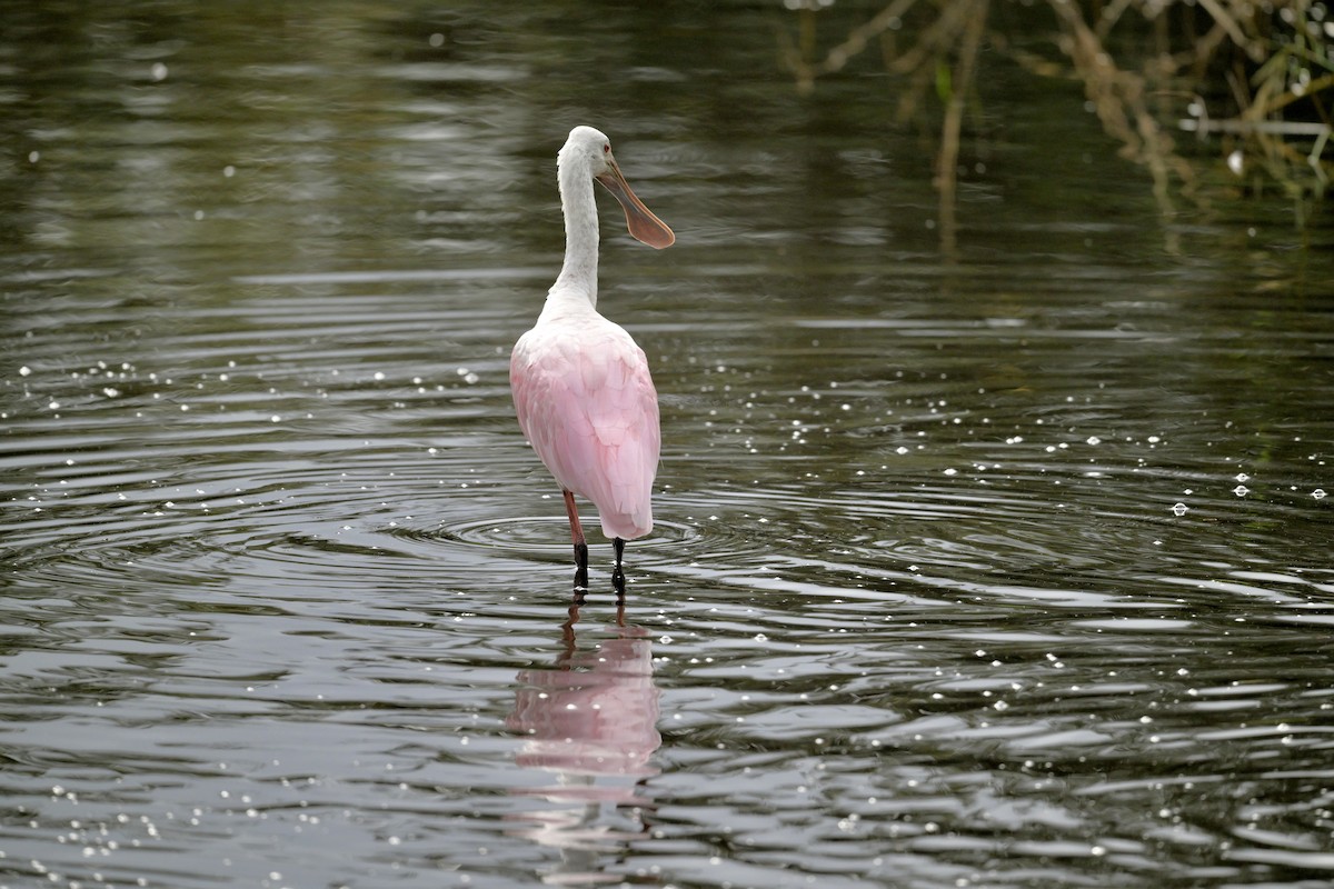 Roseate Spoonbill - ML642678130