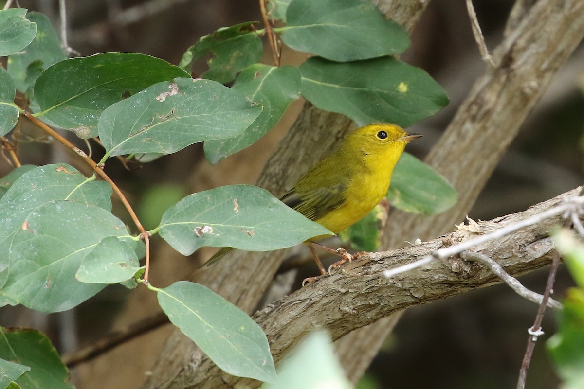 Wilson's Warbler - ML642678131