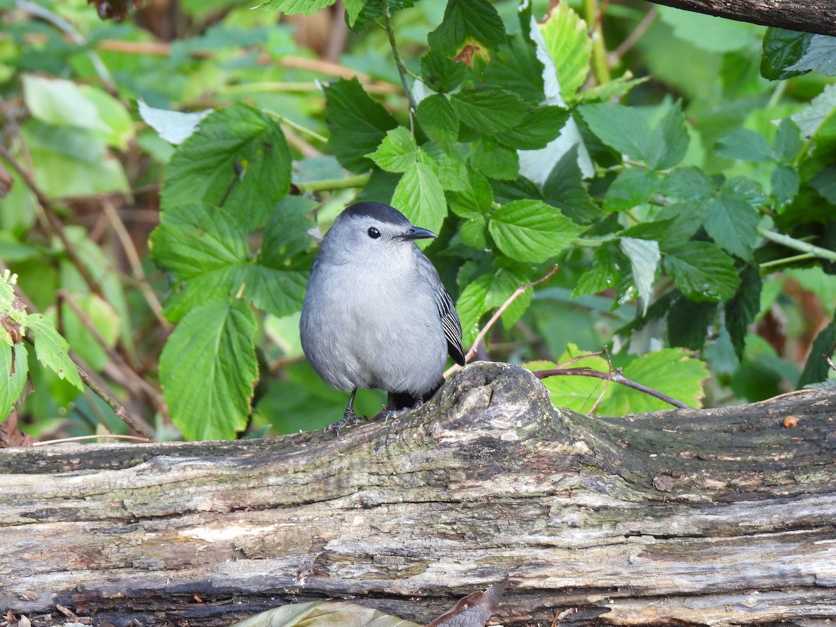 Gray Catbird - ML642678138