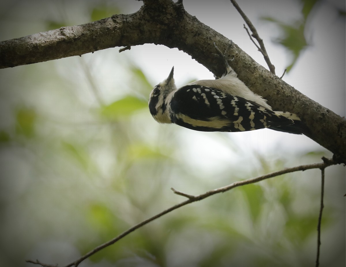 Downy Woodpecker - ML642678139