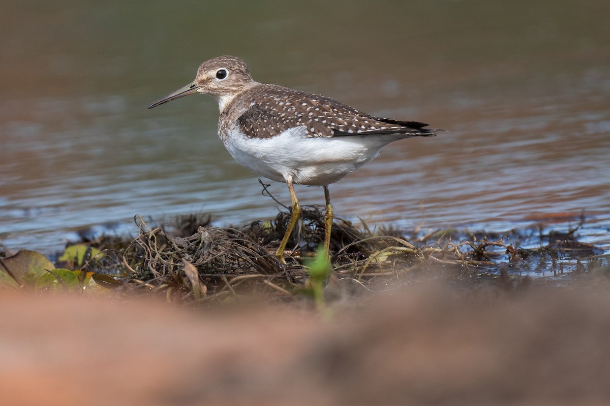 Solitary Sandpiper - ML642678144