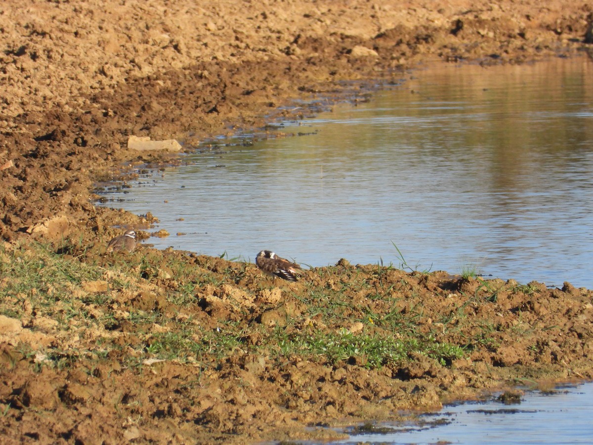 Killdeer - ML642678145