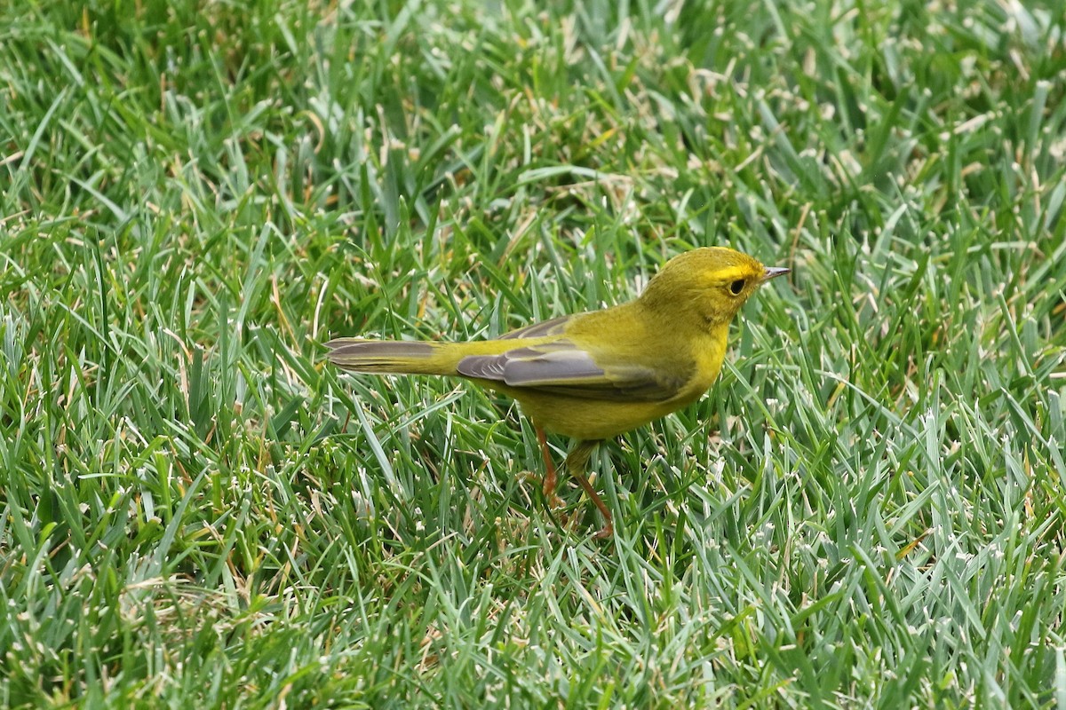 Wilson's Warbler - ML642678148