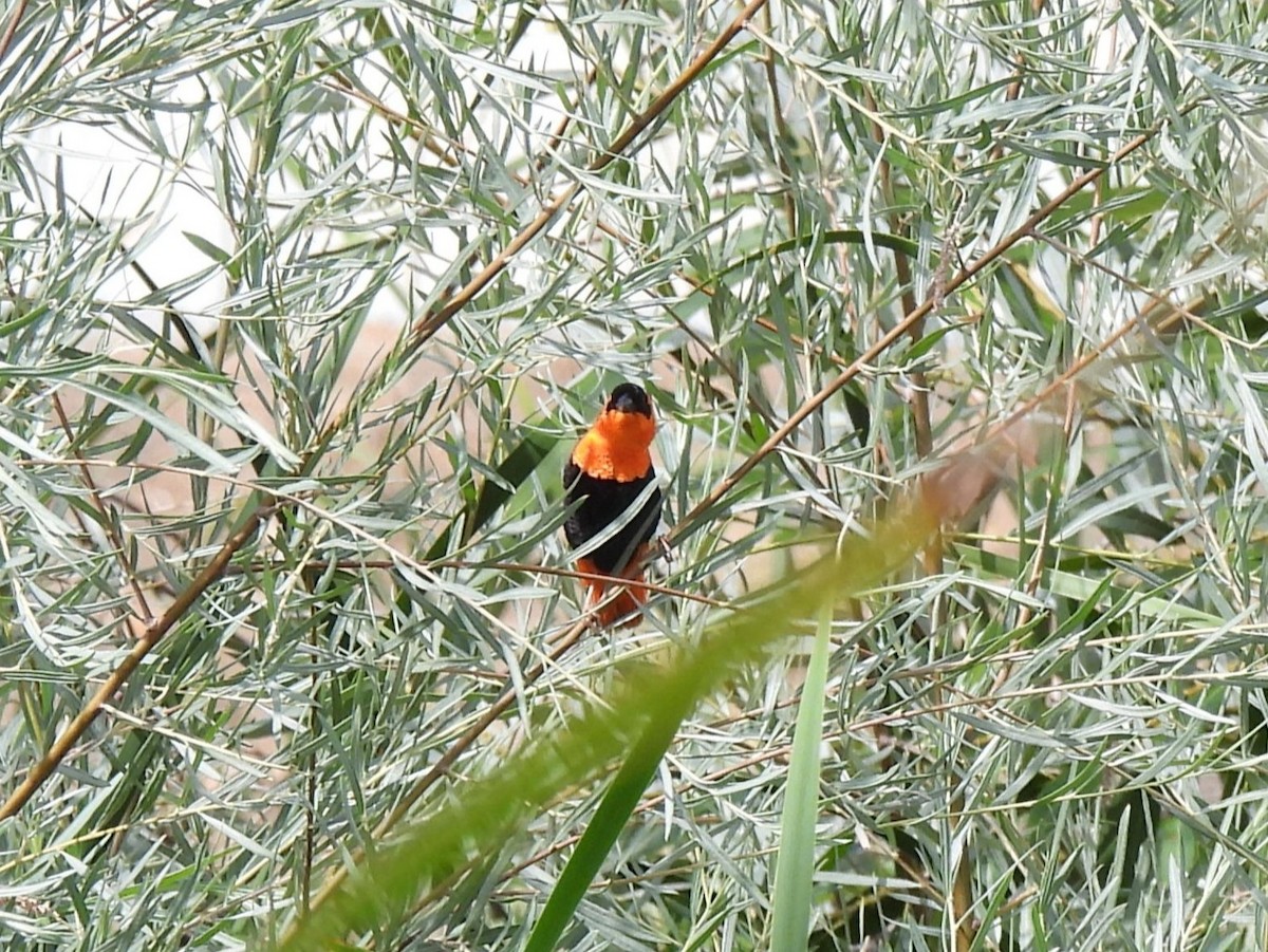 Northern Red Bishop - ML642678149