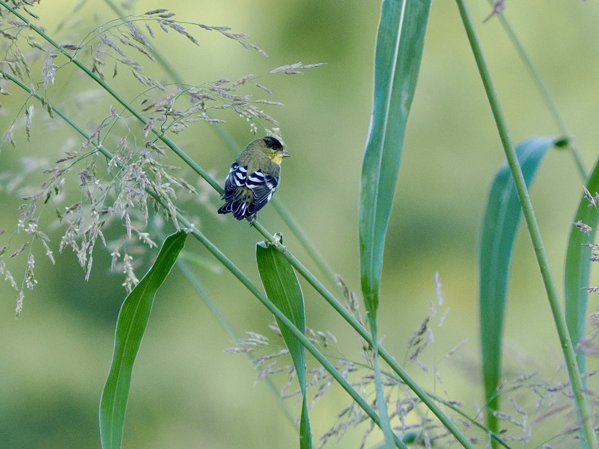Lesser Goldfinch - ML642678150