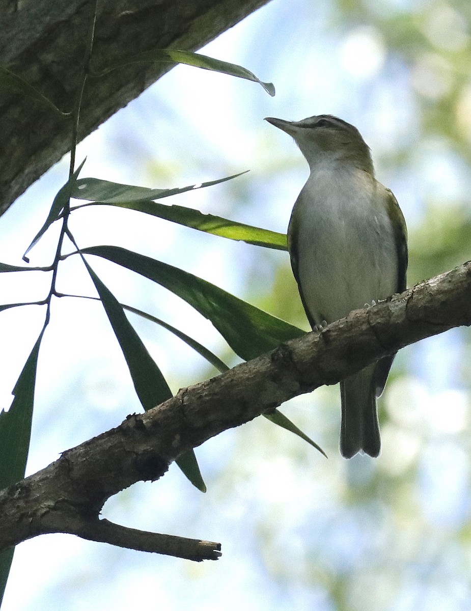 Red-eyed Vireo - ML642678154