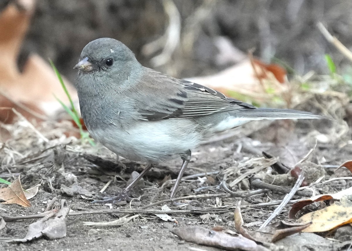 Dark-eyed Junco (Slate-colored) - ML642678162