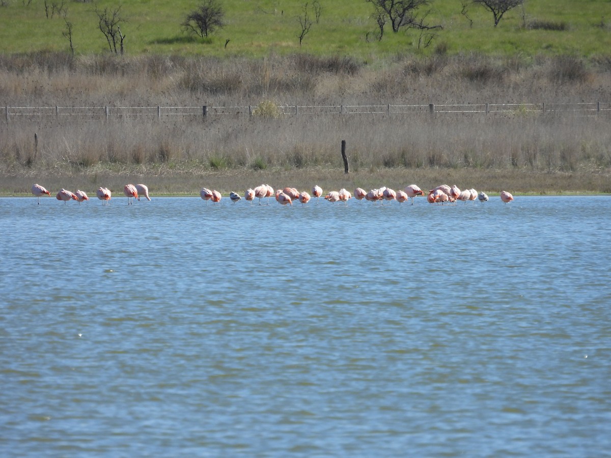 Chilean Flamingo - ML642678174