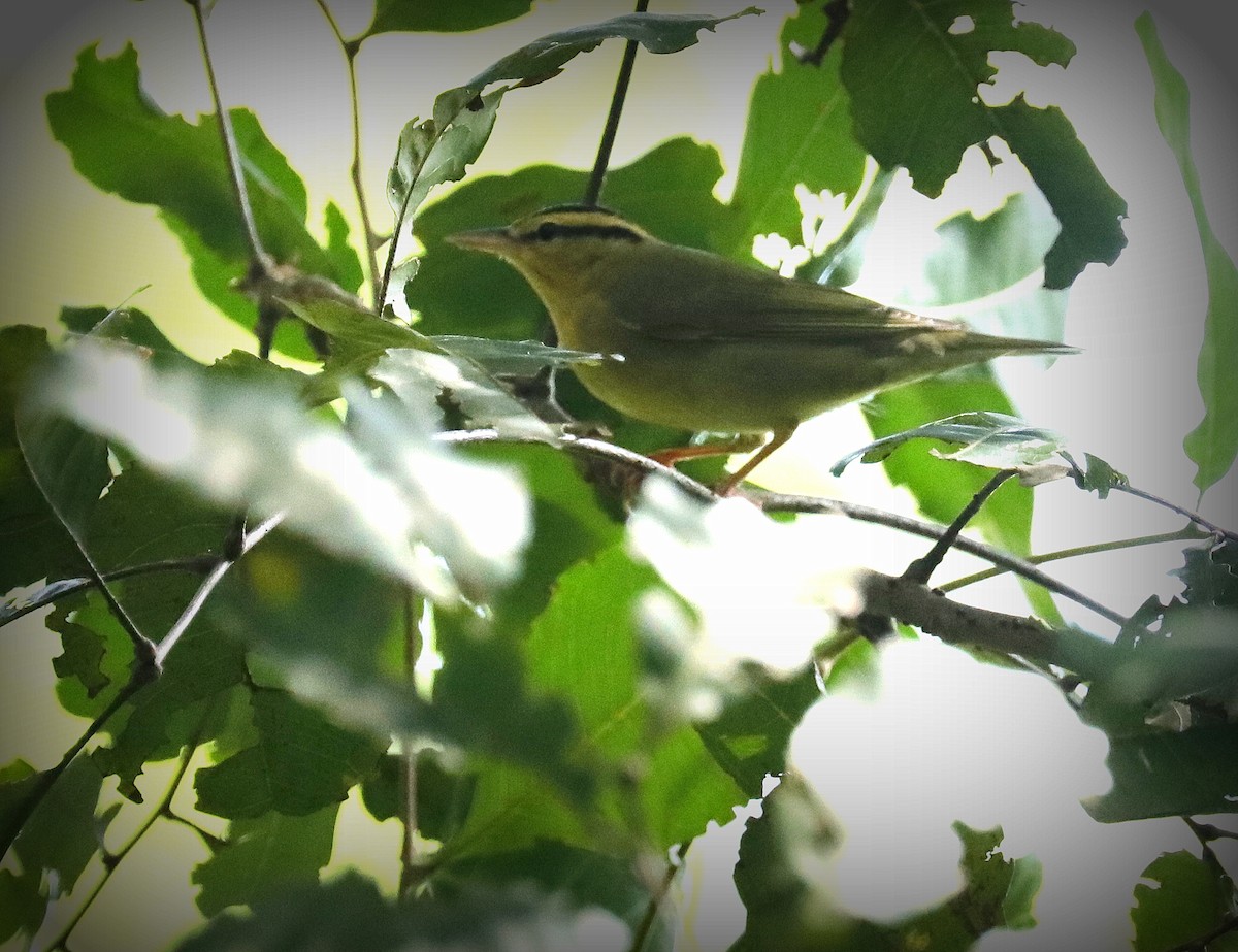 Worm-eating Warbler - ML642678181