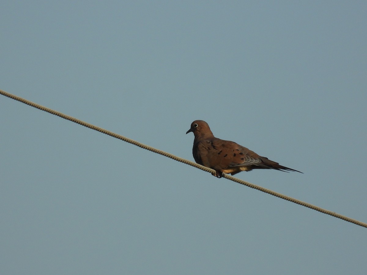 Mourning Dove - ML642678185