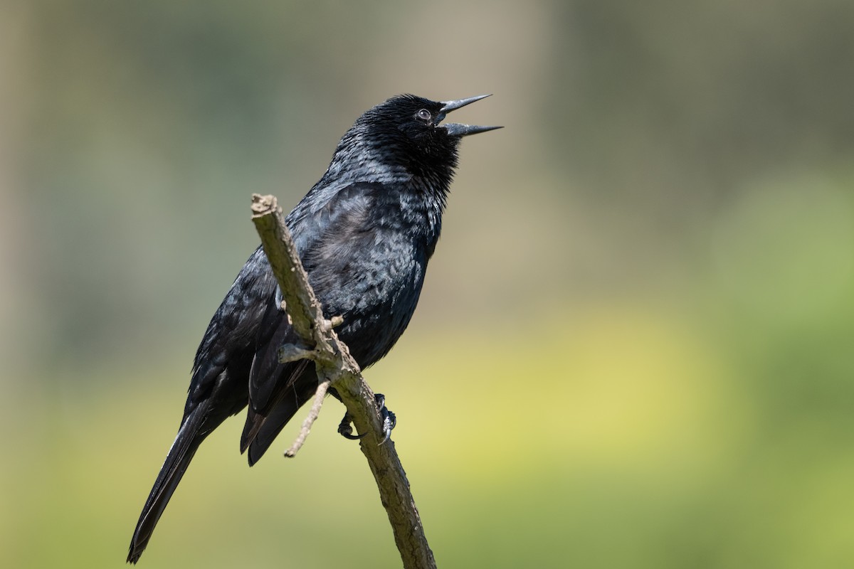 Austral Blackbird - ML642678196