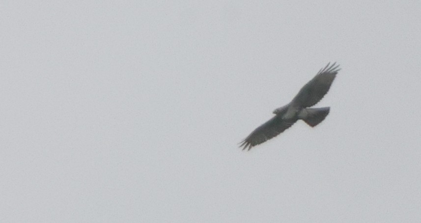 káně rudochvostá (ssp. borealis) - ML642678212